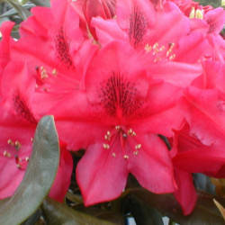 Rhododendron ‘Nova Zembla’