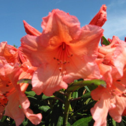Rhododendron ‘Tortoiseshell...