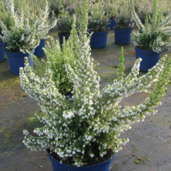 Erica × arborea ‘Pink Joy’