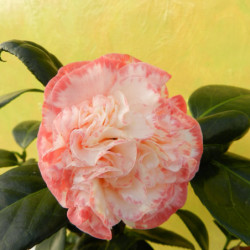 Camellia japonica ‘Margaret Davis’