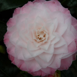 Camellia japonica ‘Nuccios...