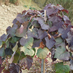 Cercis canadensis ‘Ruby Falls’