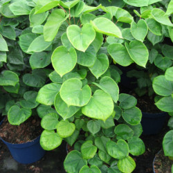 Cercis chinensis 'Avondale' - Gainier de Chine