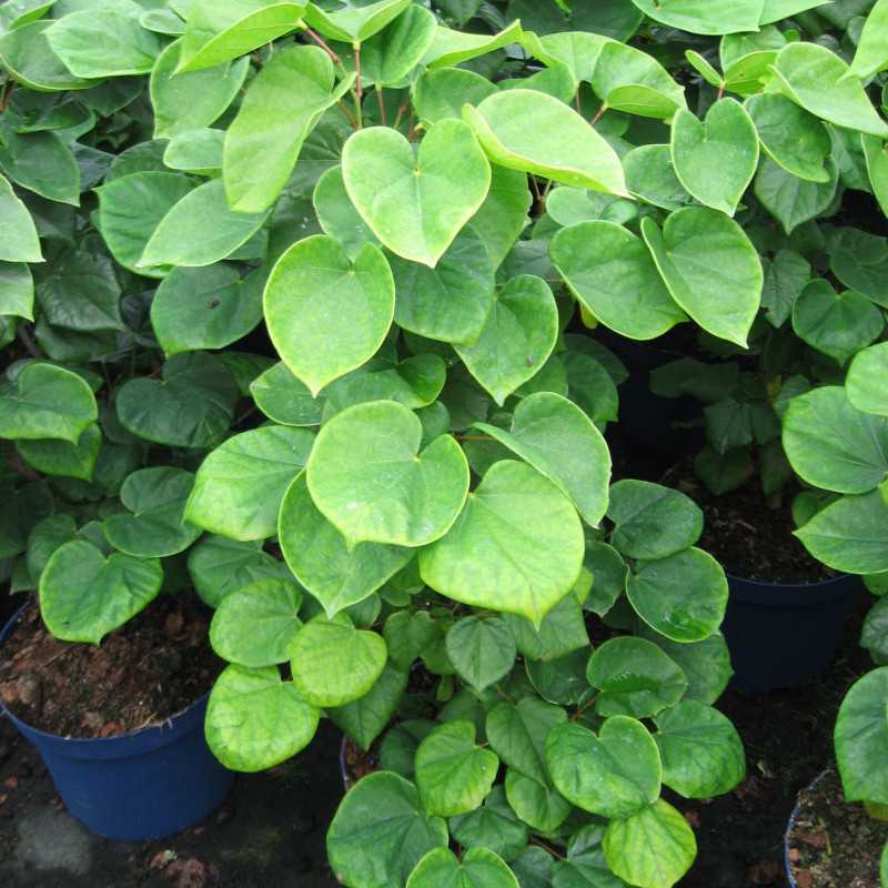 Cercis chinensis 'Avondale' - Gainier de Chine