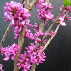 Cercis chinensis 'Avondale' - Gainier de Chine