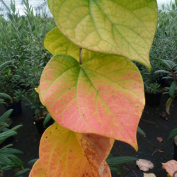 Cercis chinensis 'Avondale' - Gainier de Chine