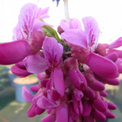 Cercis chinensis 'Avondale' - Gainier de Chine