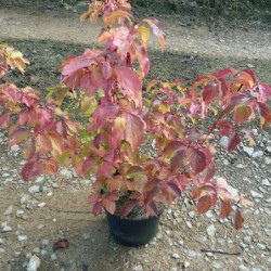 Cornus sanguinea 'Midwinter Fire' - Cornouiller