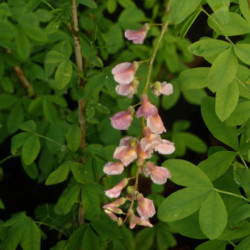 Laburnocytisus adamii