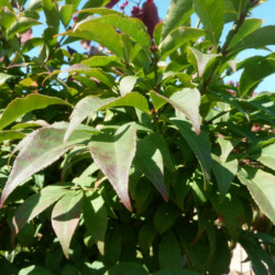 Euonymus alatus Compactus