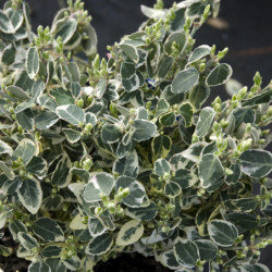Euonymus fortunei 'Emerald Gaiety' - Fusain