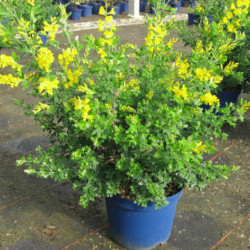 Genista 'Porlock' - genêt de Porlock