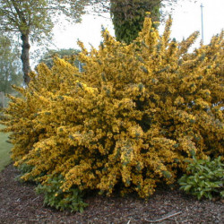 Genista 'Porlock' - genêt de Porlock