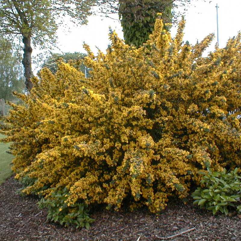 Genista 'Porlock' - genêt de Porlock