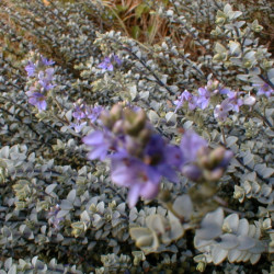 Hebe pimeleoides ‘Quicksilver’ - Véronique arbustive