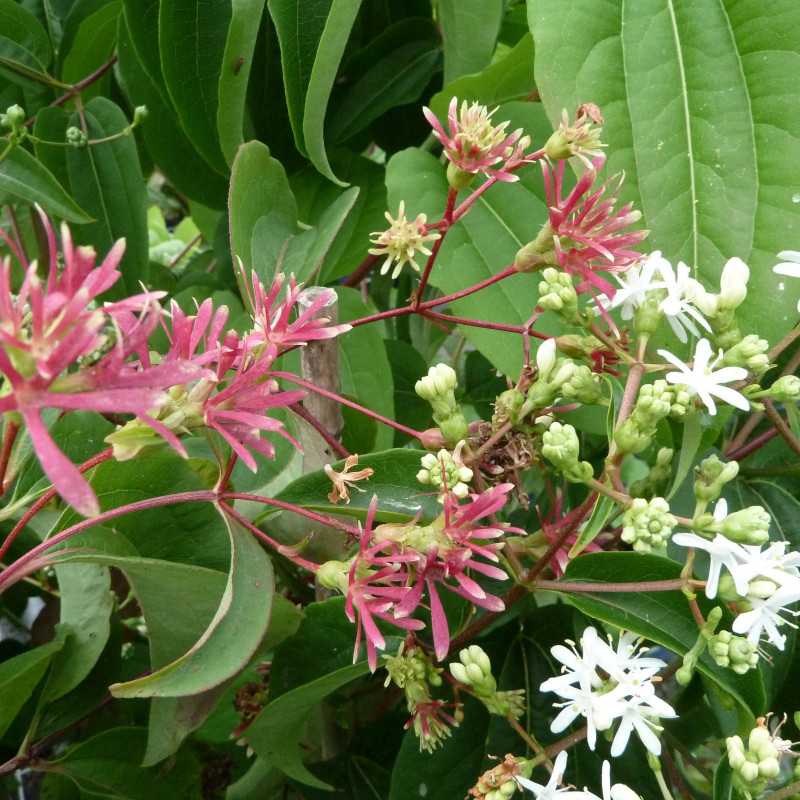 Heptacodion de Chine - Heptacodium miconioides