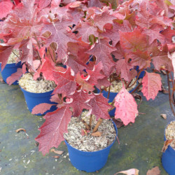 Hydrangea quercifolia