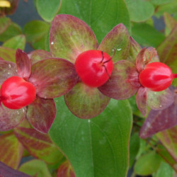Hypericum × inodorum Magical ® ‘Flame'  - Kolmagif