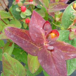 Hypericum × inodorum Magical ® ‘Flame' - millepertuis