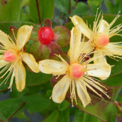 Hypericum × inodorum Magical ® ‘Flame' - millepertuis