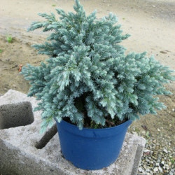 Juniperus squamata ‘Blue Star’