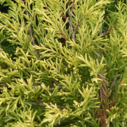 Juniperus × pfitzeriana...