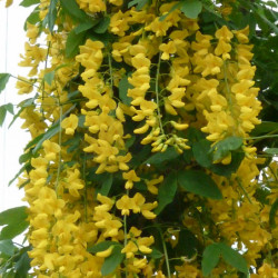 Laburnum × watereri 'Vossii' - Cytise