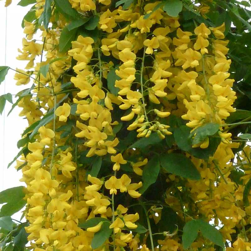 Laburnum × watereri 'Vossii' - Cytise