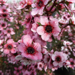 Leptospermum scoparium 'Martinii' - Arbre à thé
