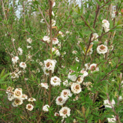 Leptospermum scoparium 'Snow Flurry' - Arbre à thé