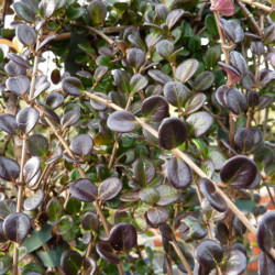 Lonicera crassifolia - Chèvrefeuille Couvre-sol
