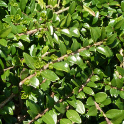 Lonicera nitida 'Maigrün' - Chèvrefeuille arbustif