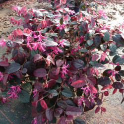 Loropetalum chinense ‘Fire Dance’ - Loropétale de Chine