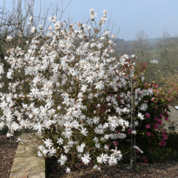 Magnolia stellata -...