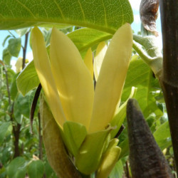 Magnolia ‘Daphne’