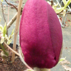 Magnolia 'Black Tulip'