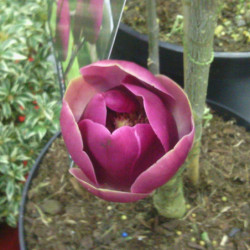 Magnolia 'Black Tulip'