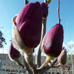 Magnolia 'Black Tulip'