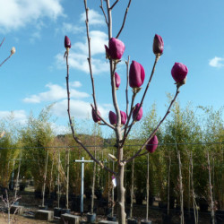 Magnolia 'Black Tulip'