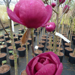 Magnolia 'Black Tulip'