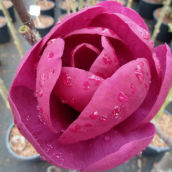 Magnolia 'Black Tulip'