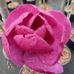Magnolia 'Black Tulip'