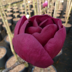 Magnolia 'Black Tulip'