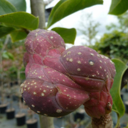 Magnolia 'Black Tulip'