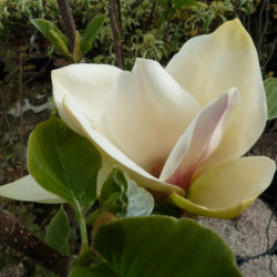 Magnolia 'Sunsation'