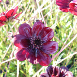 Cosmos atrosanguineus Chocamocha