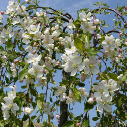 Malus 'Fontana' - Pommier d'ornement pleureur