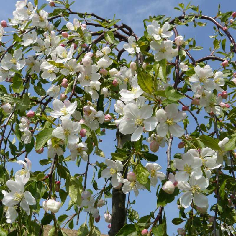 Malus 'Fontana' - Pommier d'ornement pleureur