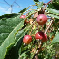 Malus 'Fontana' - Pommier d'ornement pleureur