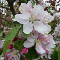 Malus ‘Golden Hornett’